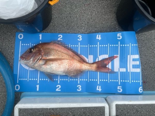 ノッコミ真鯛を狙って遠征してきました