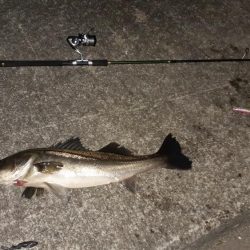 西宮周辺 シーバス