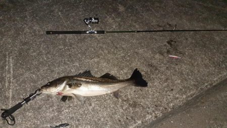 西宮周辺 シーバス