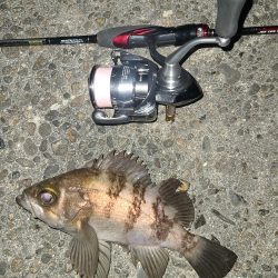 メバリングです