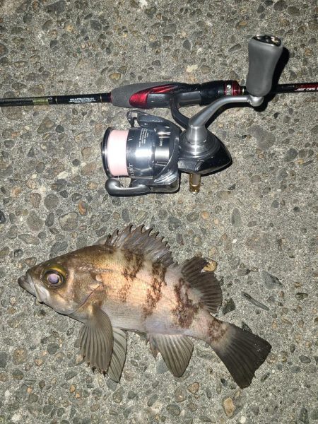 メバリングです