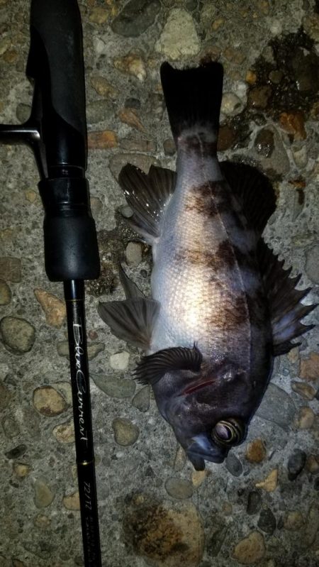 3月も好釣メバリング