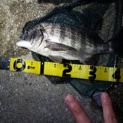 はじめてのチニング