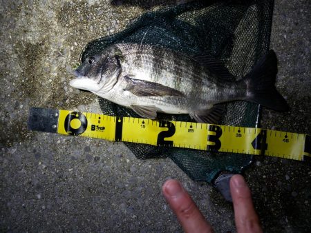 はじめてのチニング