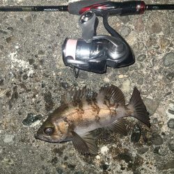 メバリング激渋の日