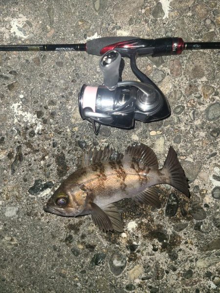 メバリング激渋の日