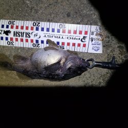 釣り人生初釣果！産卵前のクロソイ？？