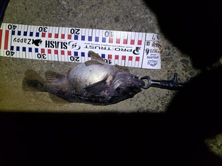 釣り人生初釣果！産卵前のクロソイ？？