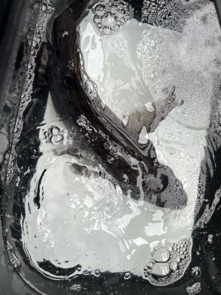 今年初めてのノッコミチヌ狙いでした