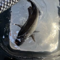 DAIWA　銀狼カップ天草大会に参加しました