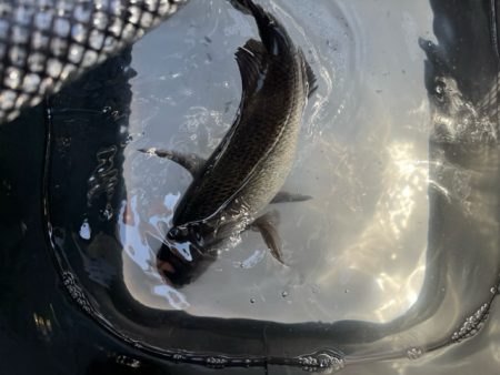 DAIWA　銀狼カップ天草大会に参加しました