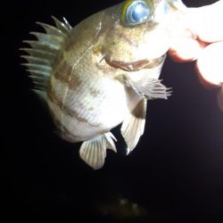 メバル狙いに。