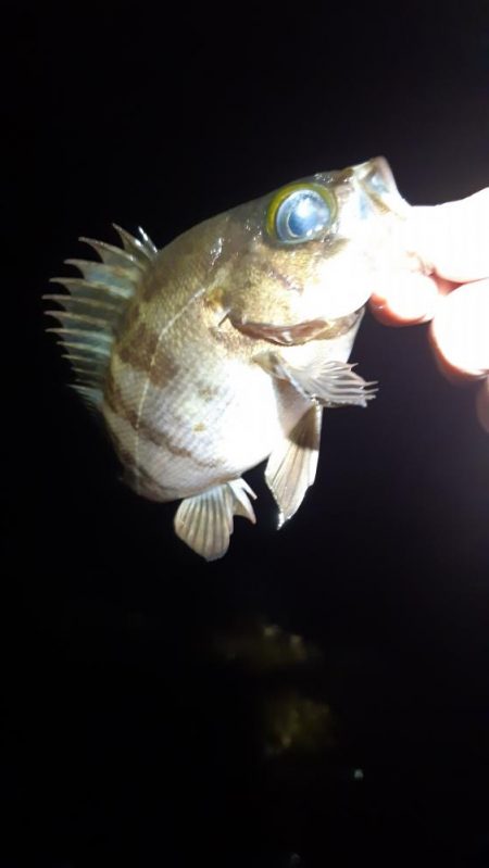 メバル狙いに。