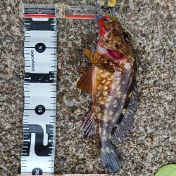 今日も五目釣り達成!