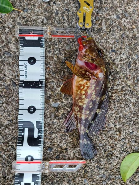 今日も五目釣り達成！