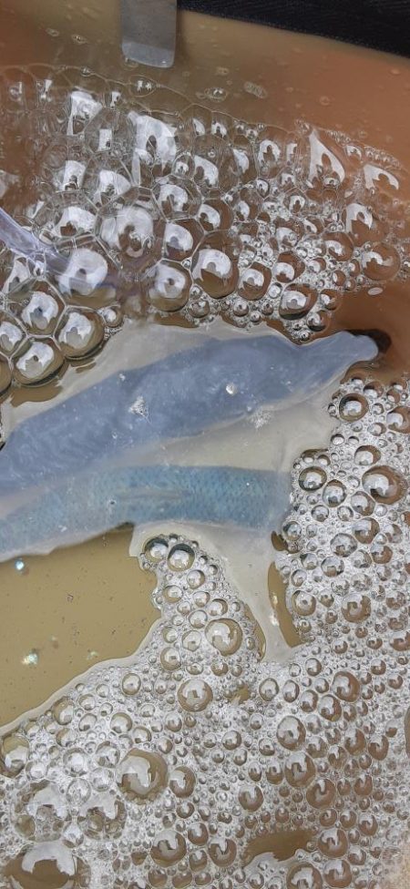 小島漁港で鰯と鯖