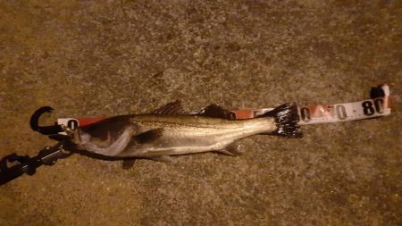 西宮　シーバス