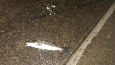 西宮周辺　シーバス