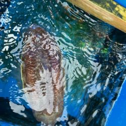 関門海峡でイカ・アラカブのリレー便に乗ってきました