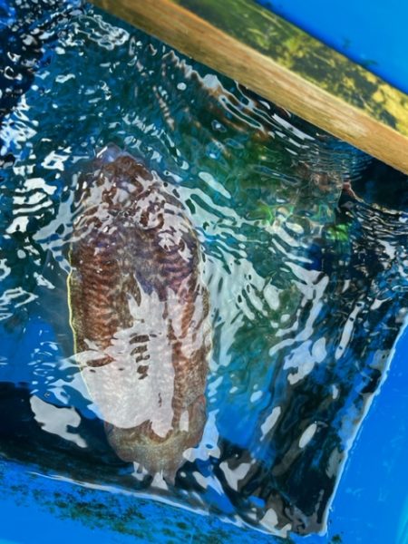 関門海峡でイカ・アラカブのリレー便に乗ってきました