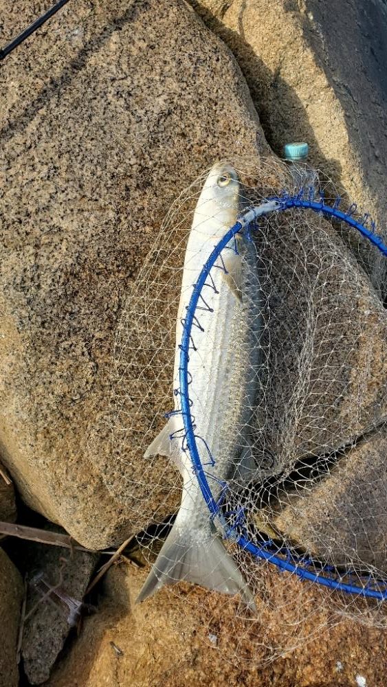 ボラジャンプ大会