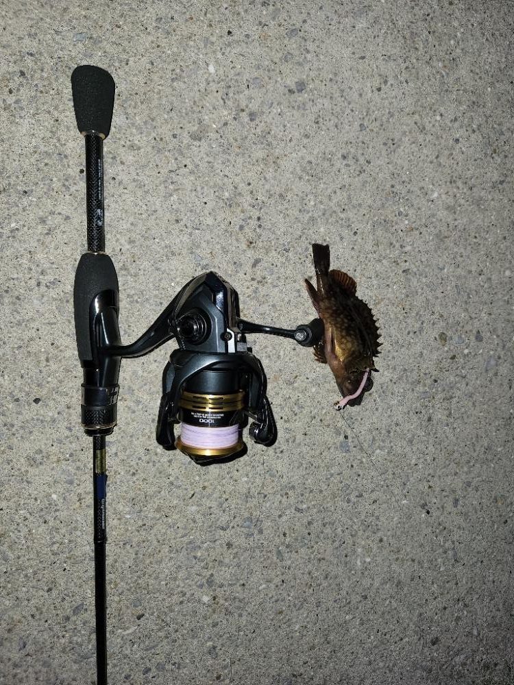 何も釣れなかったのでムラソイに遊んでもらった