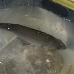 魚はいるけど。。