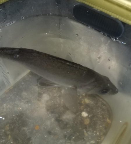 魚はいるけど。。