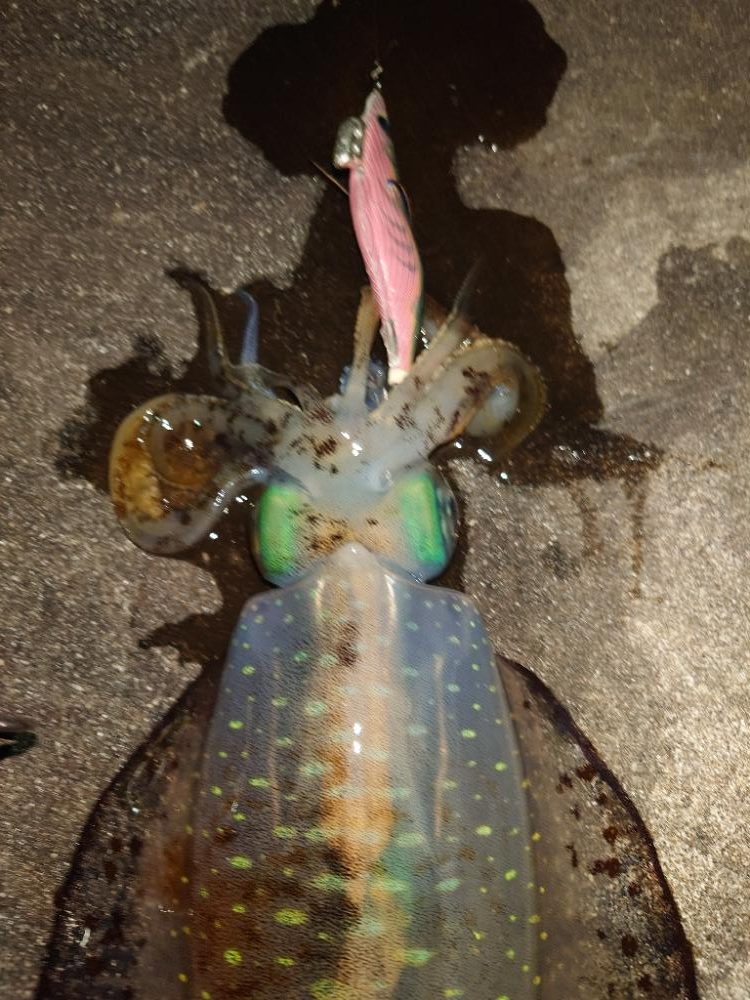 爆風エギングIN対馬