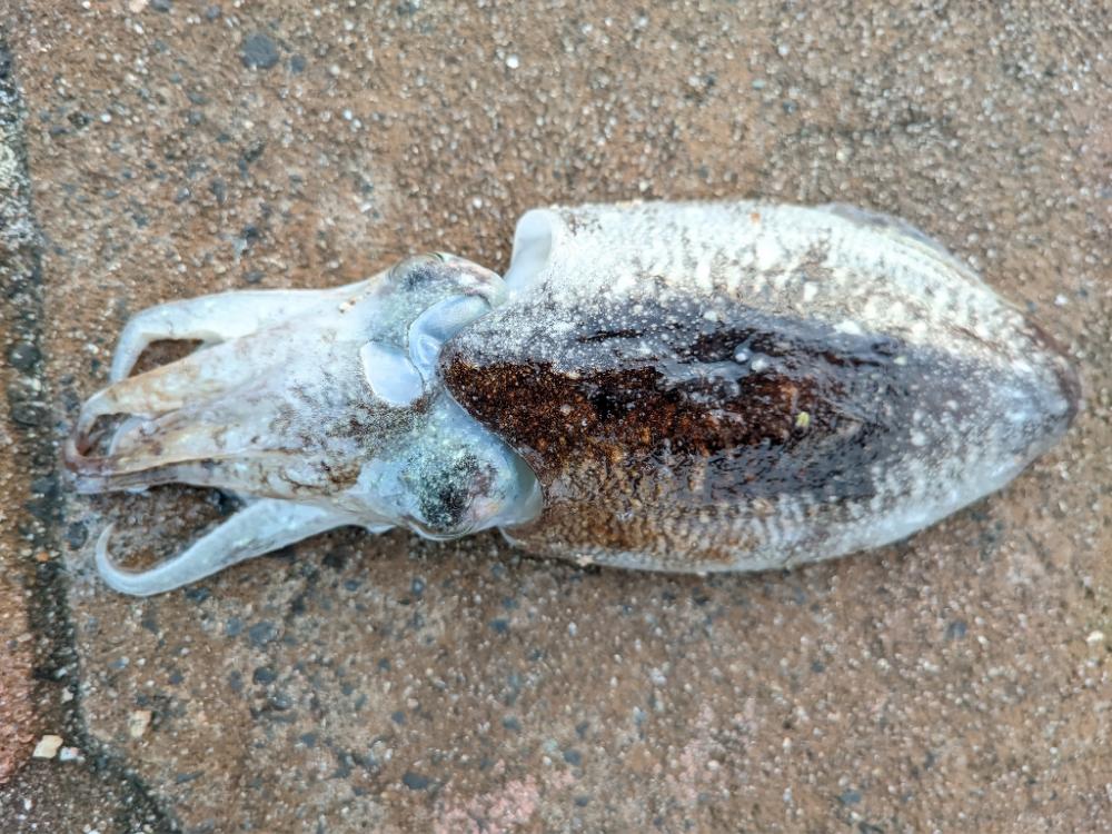 コウイカ始まった気がする