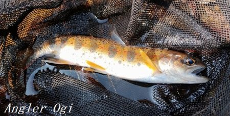 今シーズン2回目の釣行で33匹！！