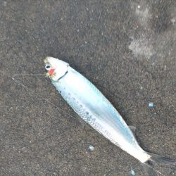 良型マイワシたくさん