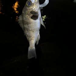 唐津松浦川でルアー釣り