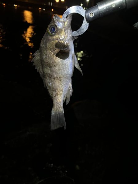唐津松浦川でルアー釣り