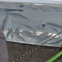 今日はアジが多めでした