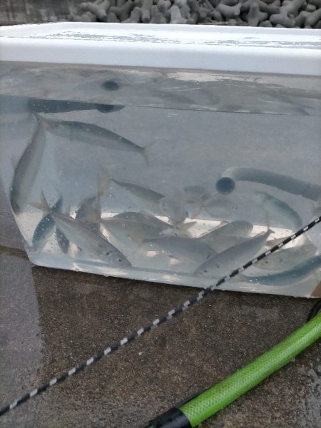 今日はアジが多めでした