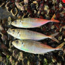 朝マヅメアジング