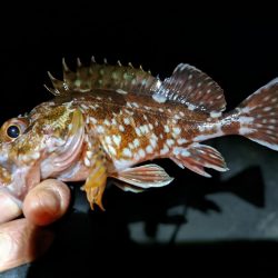 水温13℃きたー！！！