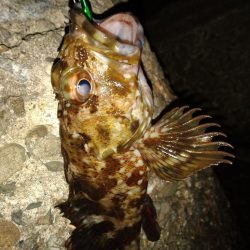 ちょい釣り20230320