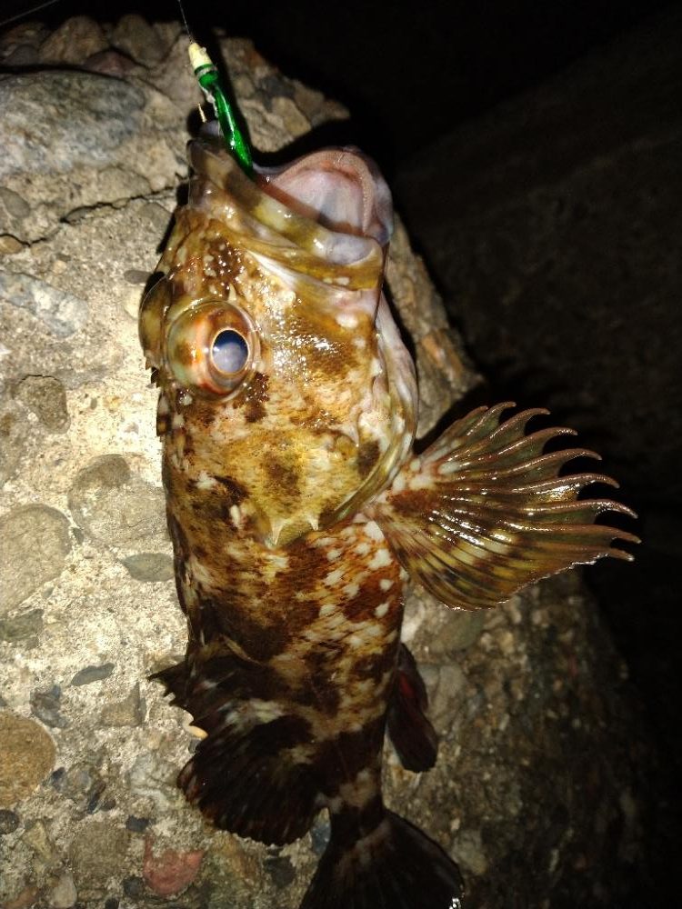 ちょい釣り20230320