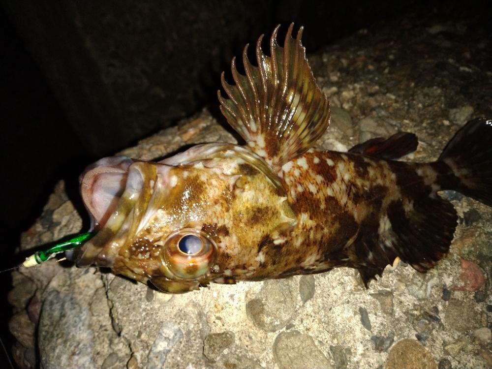 ちょい釣り20230320