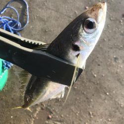 朝マズメにアジ大漁