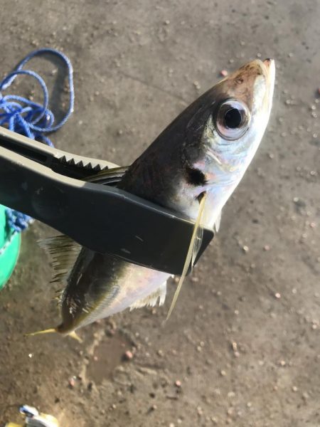 朝マズメにアジ大漁