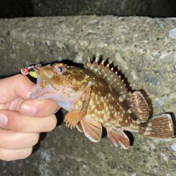 尺アジ来たよー！