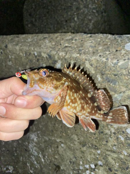 尺アジ来たよー！