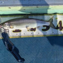 ビワマストローリング