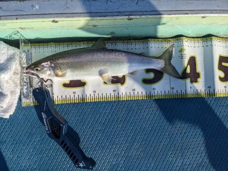 ビワマストローリング