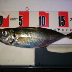 ポンポンパンパン