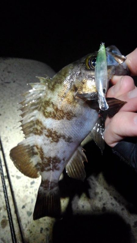 春告魚を求めて