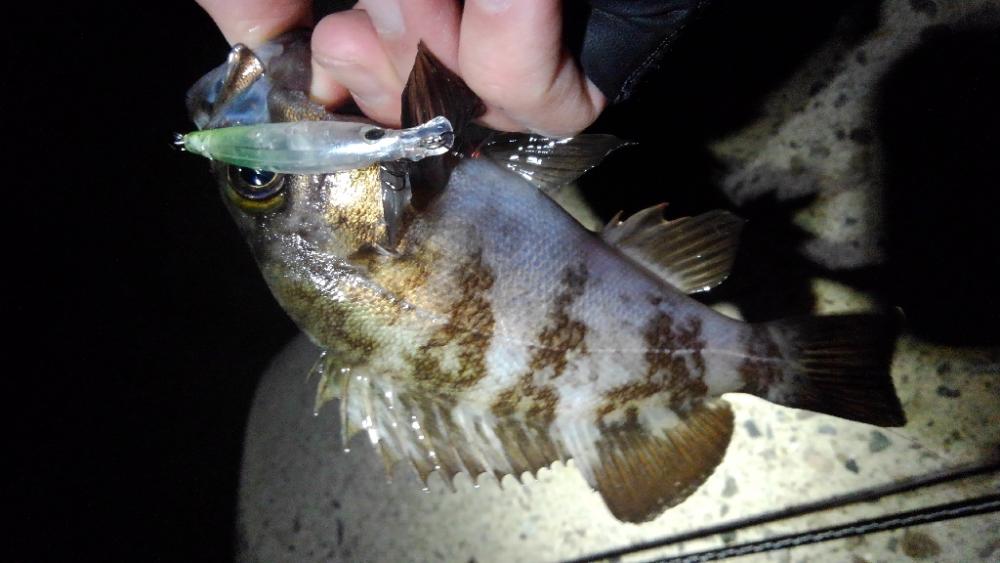 春告魚を求めて